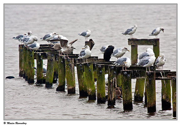 Herring Gull (Zilvermeeuw) at the Starrevaart lake near Stompwijk
