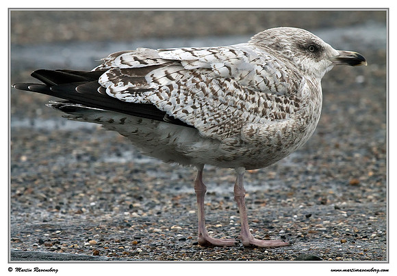 (Juvenile) Herring Gull (Zilvermeeuw) at the seaside on the Brouwensdam