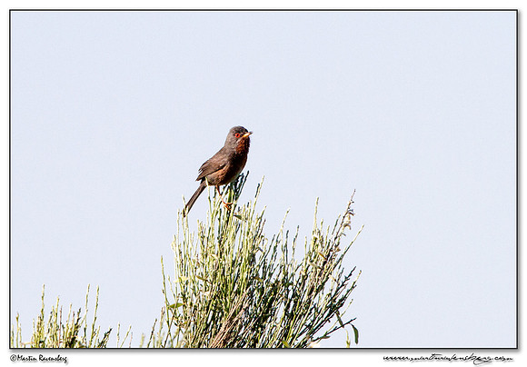 Dartford Warbler (Provençaalse Grasmus) in the northern part of Extremadura in the area near Trujillo.