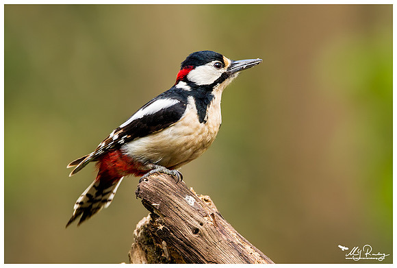 Great Spotted Woodpecker (Grote Bonte Specht) at the Fotohut Gooi owned by the Goois Natuurreservaat
