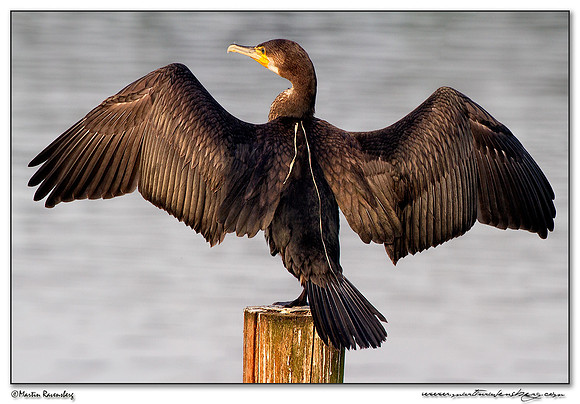 Great Cormorant (Aalscholver) at the Starrevaart lake near Stompwijk