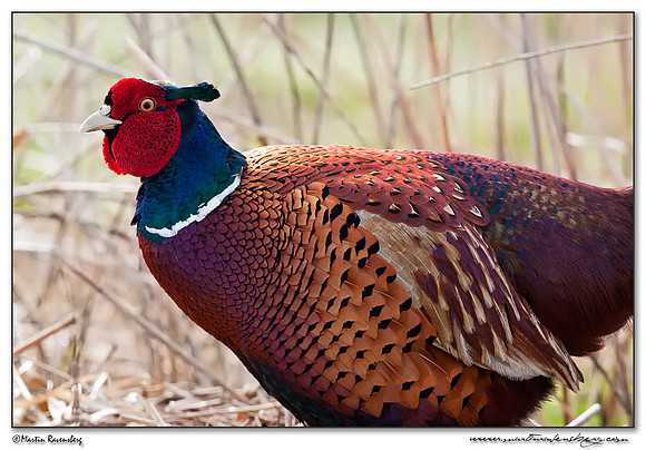 Common Pheasant (Fazant) at the National Landscape Arkemheem-Eemland