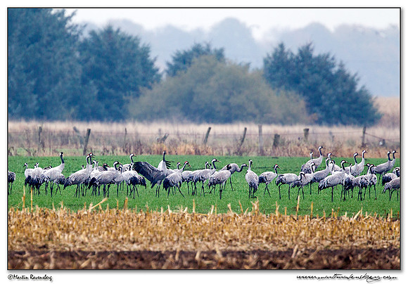 Common Crane (Kraanvogel) at Rhedener Geestmoor and Neustädter Moor near Diepholz in Germany