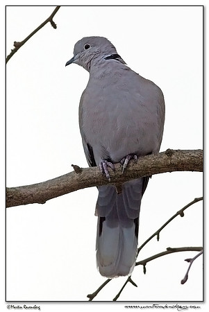 Eurasian Collared Dove (Turkse Tortel) Duif at my backyard in Hazerswoude