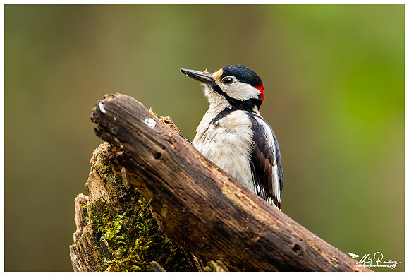 Great Spotted Woodpecker (Grote Bonte Specht) at the Fotohut Gooi owned by the Goois Natuurreservaat