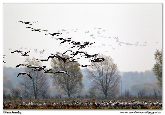 Common Crane (Kraanvogel) at Rhedener Geestmoor and Neustädter Moor near Diepholz in Germany