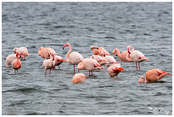 Chilean Flamingo (Chileense Flamingo) and Greater Flamingo (Europese Flamingo) at the Grevelingenmeer