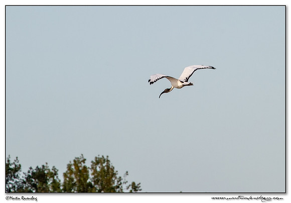 African Sacred Ibis (Heilige Ibis) at the Starrevaart lake near Stompwijk