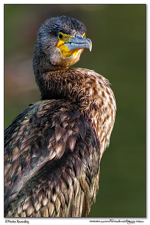 Great Cormorant (Aalscholver) at the Oostvaardersplassen - Lepelaarhut