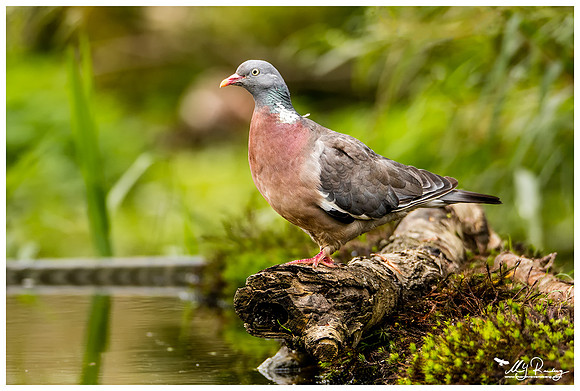 Common Wood Pigeon (Houtduif) at a photo hut in Alblasserwaard