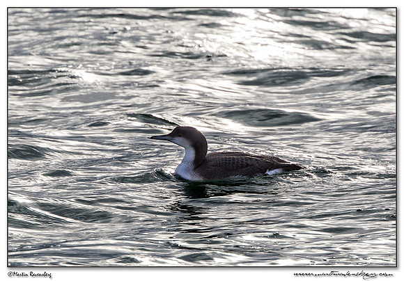 Black-throated Loon (Parelduiker) near the Plompe Toren near Koudekerke at Schouwen-Duiveland