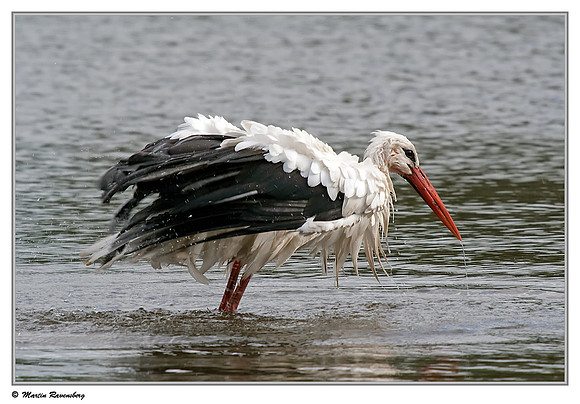 White Stork (Ooievaar) near Hazerswoude, Spookverlaat - Amaila Hut
