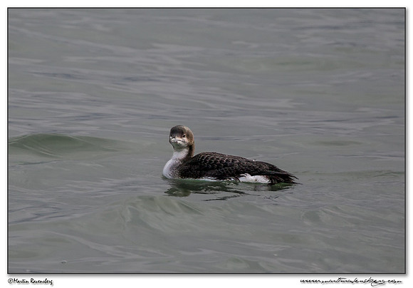 Black-throated Loon (Parelduiker) near the Plompe Toren near Koudekerke at Schouwen-Duiveland