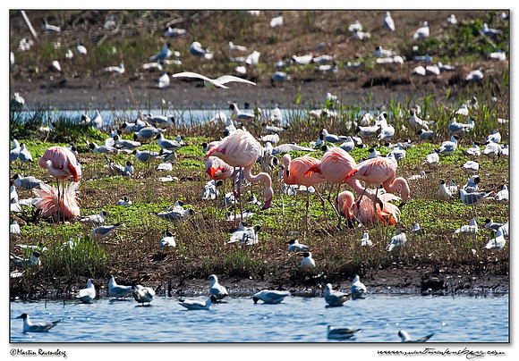 Chilean Flamingo (Chileense Flamingo) and one Greater Flamingo (Europese Flamingo) at the Zwillbrocker Venn in Germany