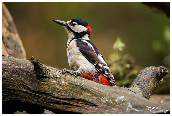 Great Spotted Woodpecker (Grote Bonte Specht) at the Fotohut Gooi owned by the Goois Natuurreservaat