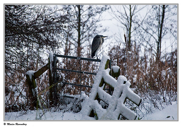 Grey Heron (Blauwe Reiger) near Hazerswoude, Spookverlaat