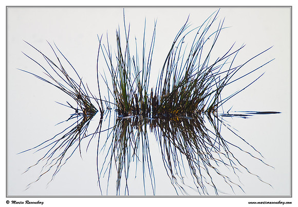 Soft Rush / Pitrus (Juncus effusus) at the Groene Jonker nature area near Nieuwkoop