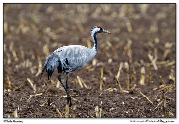 Common Crane (Kraanvogel) at Rhedener Geestmoor and Neustädter Moor near Diepholz in Germany