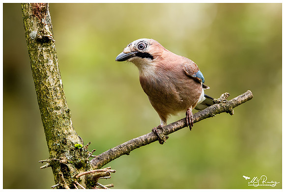 Eurasian Jay (Vlaamse Gaai) at the Fotohut Gooi owned by the Goois Natuurreservaat