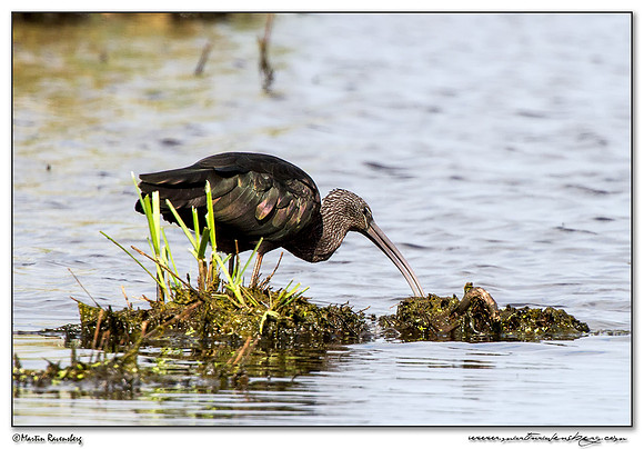Glossy Ibis (Zwarte Ibis) at the Groene Jonker nature area near Noorden