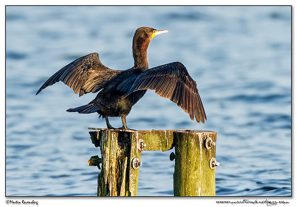 Great Cormorant (Aalscholver) at the Starrevaart lake near Stompwijk