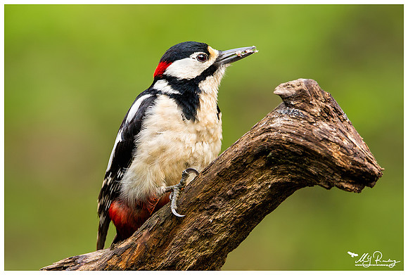 Great Spotted Woodpecker (Grote Bonte Specht) at the Fotohut Gooi owned by the Goois Natuurreservaat