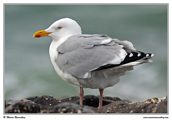 Herring Gull (Zilvermeeuw) at the seaside on the Brouwensdam