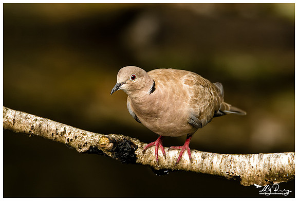 Eurasian Collared Dove (Turkse Tortel) at a photo hut in Alblasserwaard