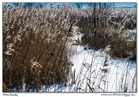 Winter landscape at the Noord AA at Zoetermeer