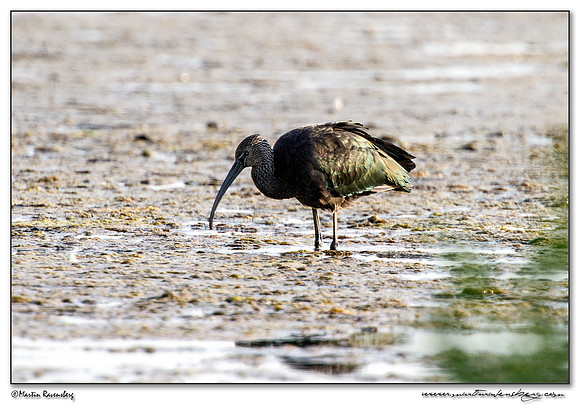 Glossy Ibis (Zwarte Ibis) at the Groene Jonker nature area near Noorden