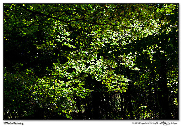 Hoge Veluwe National Park