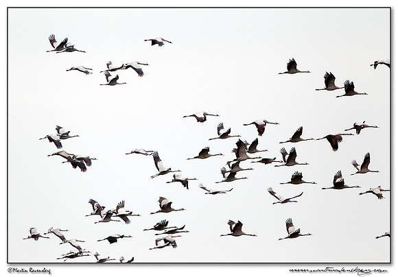 Common Crane (Kraanvogel) at Rhedener Geestmoor and Neustädter Moor near Diepholz in Germany