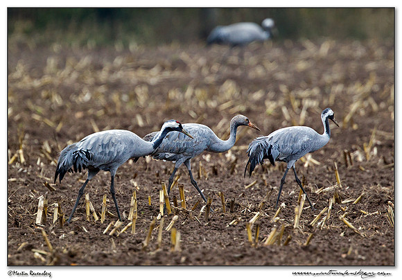 Common Crane (Kraanvogel) at Rhedener Geestmoor and Neustädter Moor near Diepholz in Germany