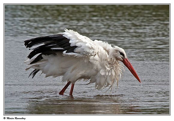 White Stork (Ooievaar) near Hazerswoude, Spookverlaat - Amaila Hut
