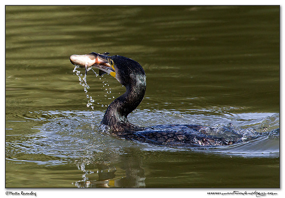 Great Cormorant (Aalscholver) at the Oostvaardersplassen - Lepelaarhut