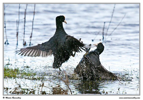Eurasian Coot (Meerkoet) at the Groene Jonker nature area near Nieuwkoop