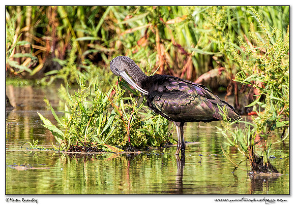 Glossy Ibis (Zwarte Ibis) at the Groene Jonker nature area near Noorden