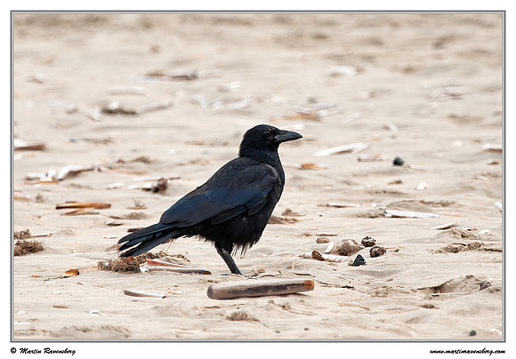 Carrion Crow (Zwarte Kraai) at the North Sea coast near the Amsterdamse Waterleiding Duinen Nature Reserve