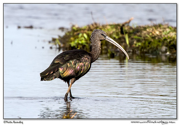Glossy Ibis (Zwarte Ibis) at the Groene Jonker nature area near Noorden