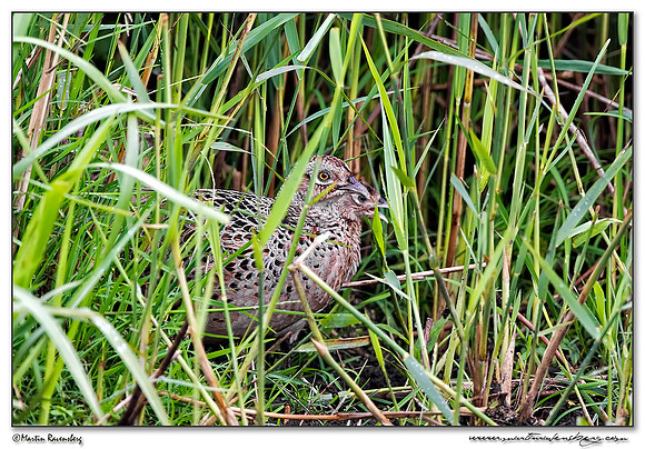 (Juvenile) Common Pheasant (Fazant) at the Groene Jonker nature area near Nieuwkoop