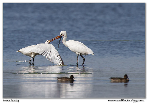 Eurasian Spoonbill or Common Spoonbill (Lepelaar) at the Starrevaart lake near Stompwijk