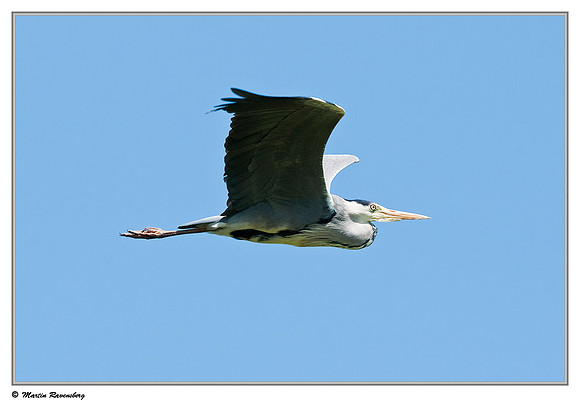 Grey Heron (Blauwe Reiger) at the Stolwijkse Boezem near Gouderak
