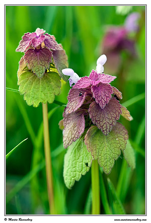 Purple Deadnettle / Paarse Dovenetel (Lamium purpureum) at the Reeuwijkse Plassen