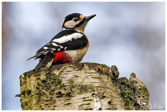 Great Spotted Woodpecker (Grote Bonte Specht) at the Fotohut Gooi owned by the Goois Natuurreservaat