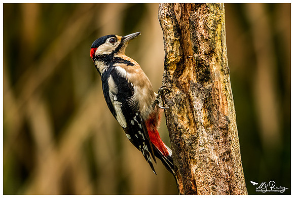 Great Spotted Woodpecker (Grote Bonte Specht) at a photo hut in Alblasserwaard