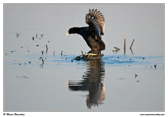 Mating Eurasian Coot (Meerkoet) at the Groene Jonker nature area near Nieuwkoop