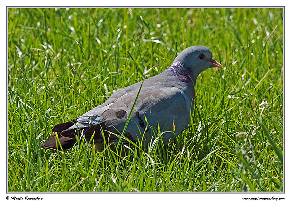 Stock Dove (Holenduif) near Hazerswoude in the meadow birds reserve De Wilck