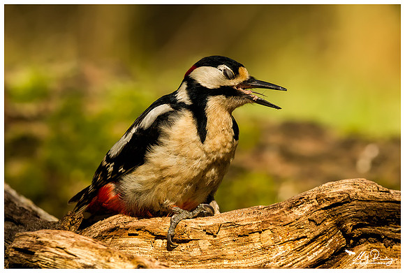 Great Spotted Woodpecker (Grote Bonte Specht) at the Fotohut Gooi owned by the Goois Natuurreservaat