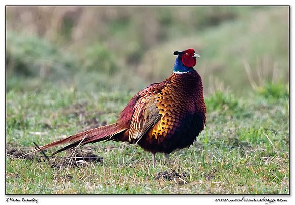Common Pheasant (Fazant) at the National Landscape Arkemheem-Eemland