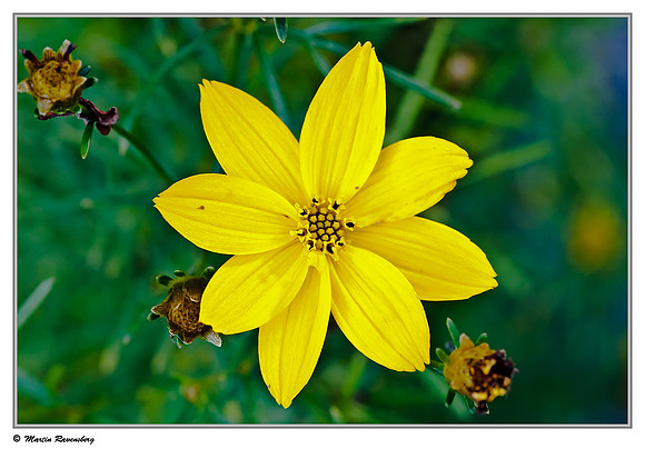 stickseeds / Tandzaad(Bidens) at the Groene Jonker nature area near Nieuwkoop